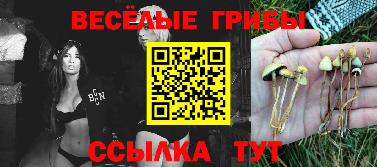 Псилоцибиновые грибы Cubensis Гусиноозёрск